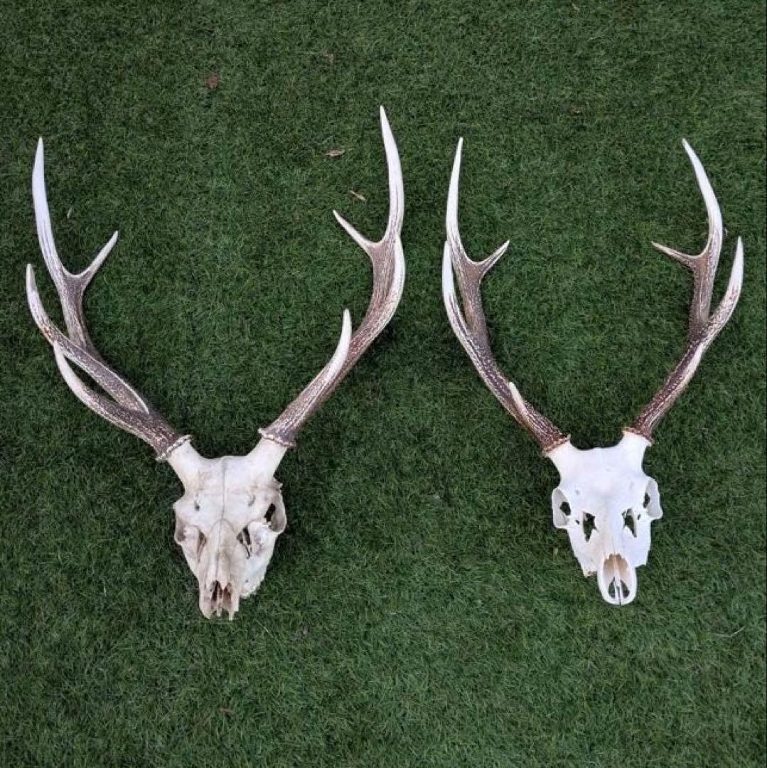 鹿の頭骨 置物 3点セット ニホンジカ