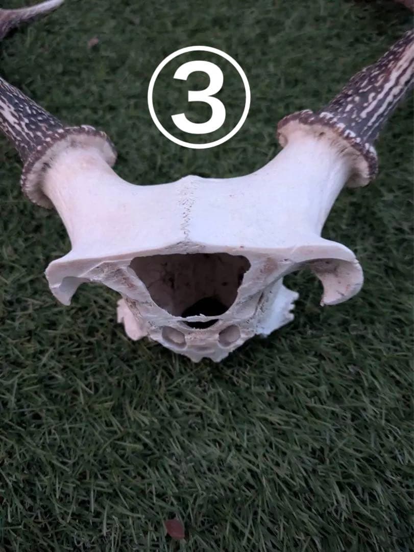 鹿の頭骨 置物 3点セット ニホンジカ