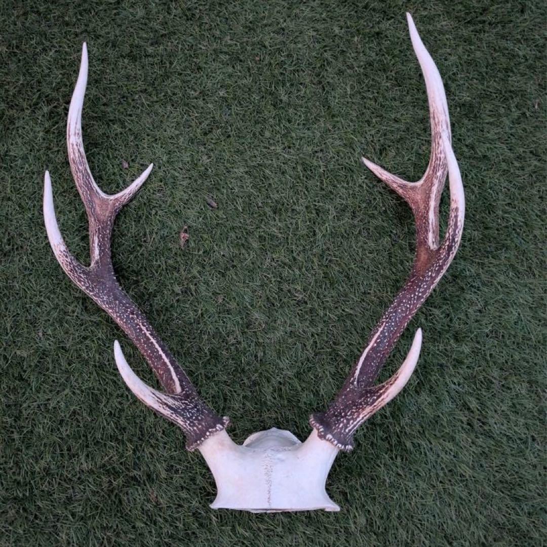 鹿の頭骨 置物 3点セット ニホンジカ