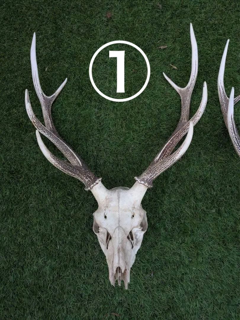 鹿の頭骨 置物 3点セット ニホンジカ