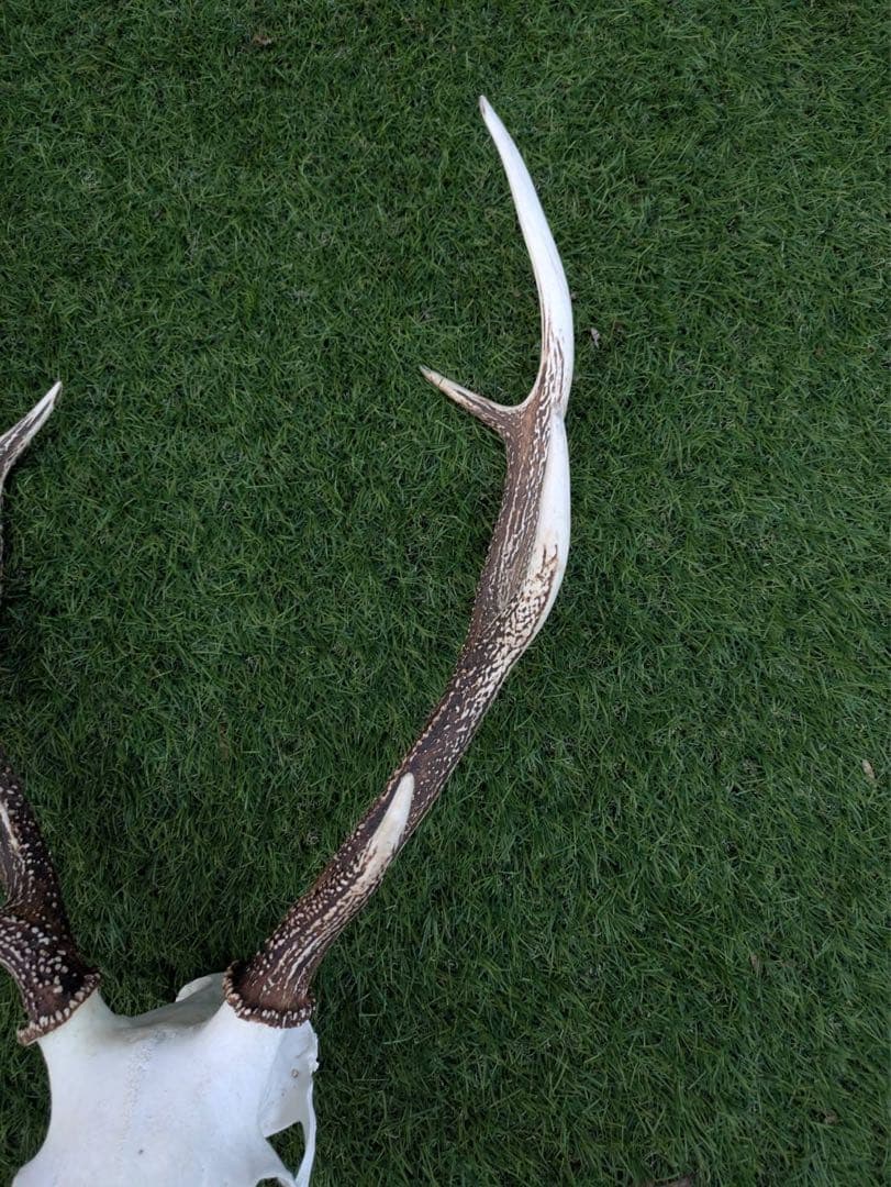 鹿の頭骨 置物 3点セット ニホンジカ