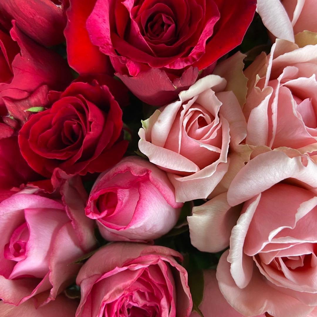 たんたんプロフ必読！ 10本追加 ユーカリ10本追加　クール便対応