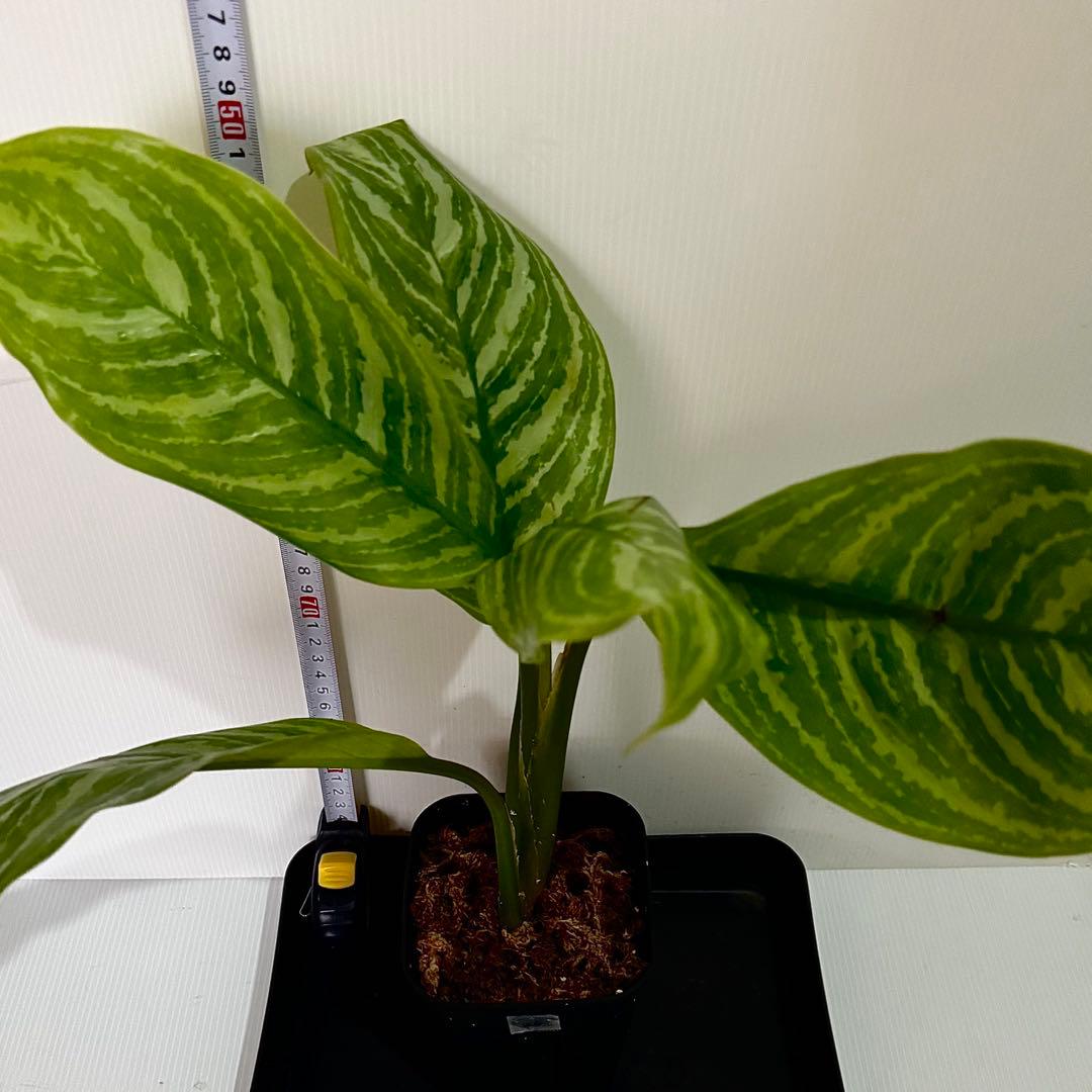 アグラオネマ ニティドゥム カーティシー 観葉植物 LEON レオン 26