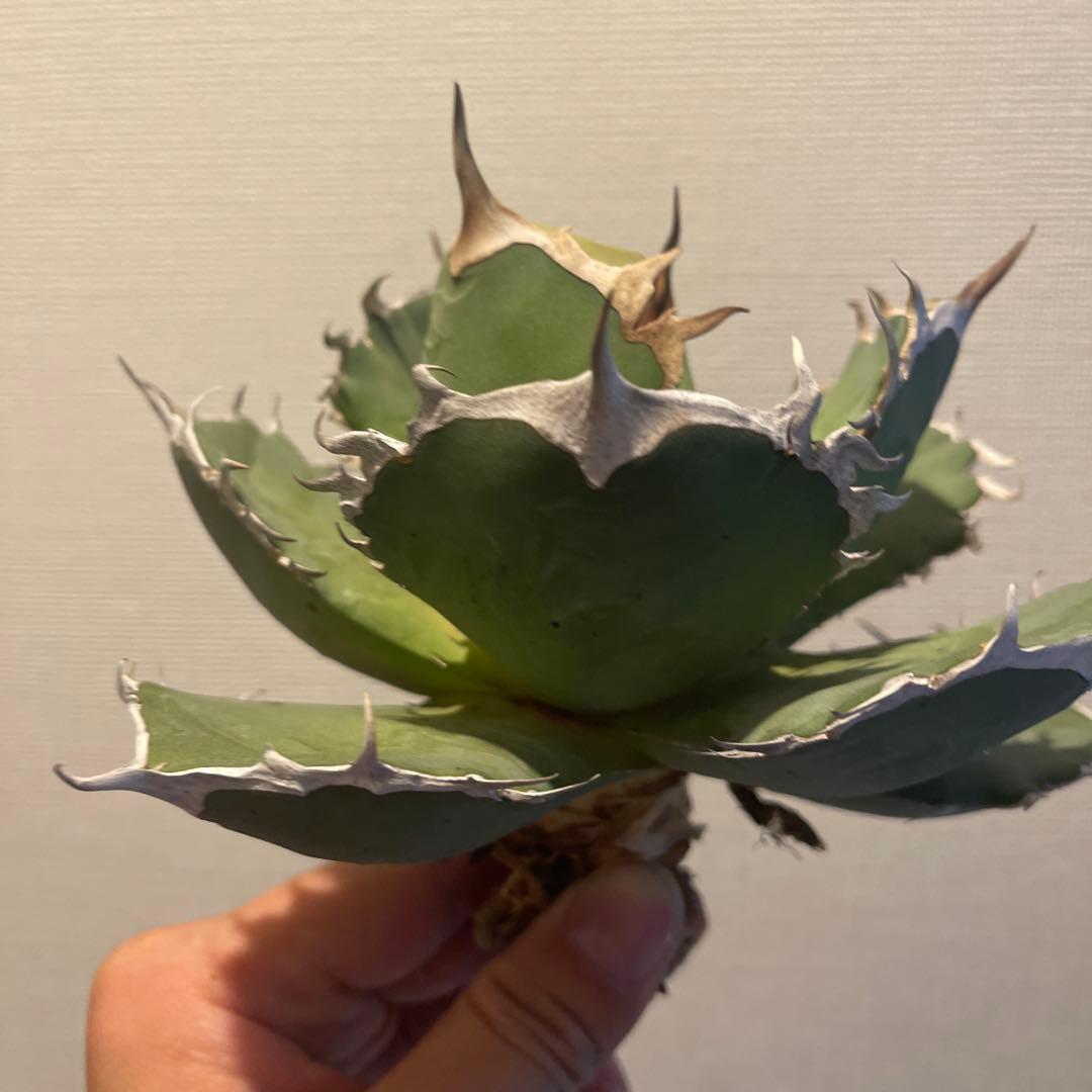 A071 アガベ fo076 親株