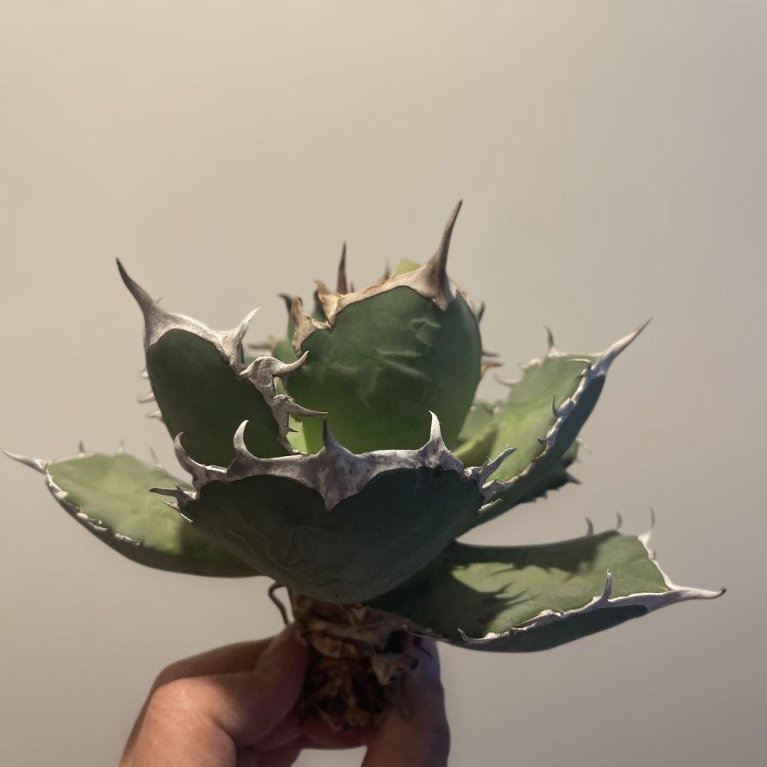 A071 アガベ fo076 親株