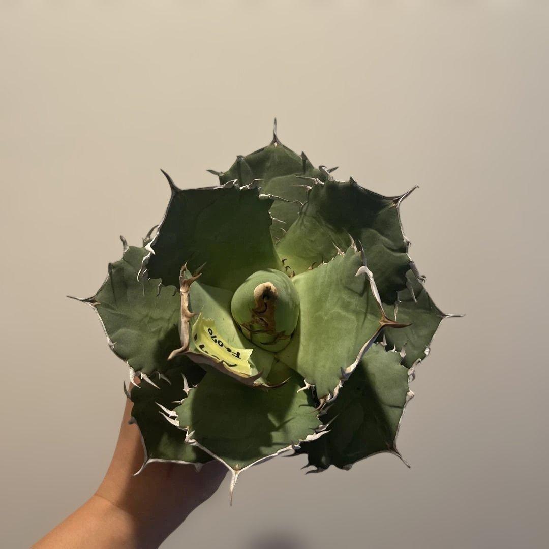 A071 アガベ fo076 親株