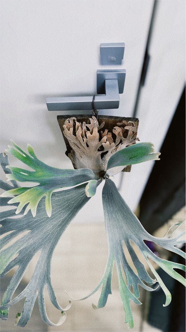 Pedro Tatsuta（OC）