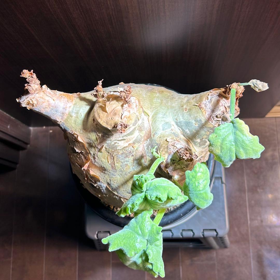 【まん丸大美株】キフォステンマ マクロプス 発根済 コレクション株 現地球