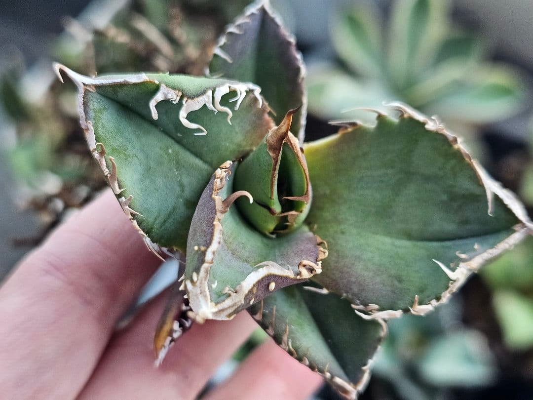 アガベ　チタノタ　満天星　TC ぶつぶつ 台湾産正規品 根付き苗 台湾産正規品