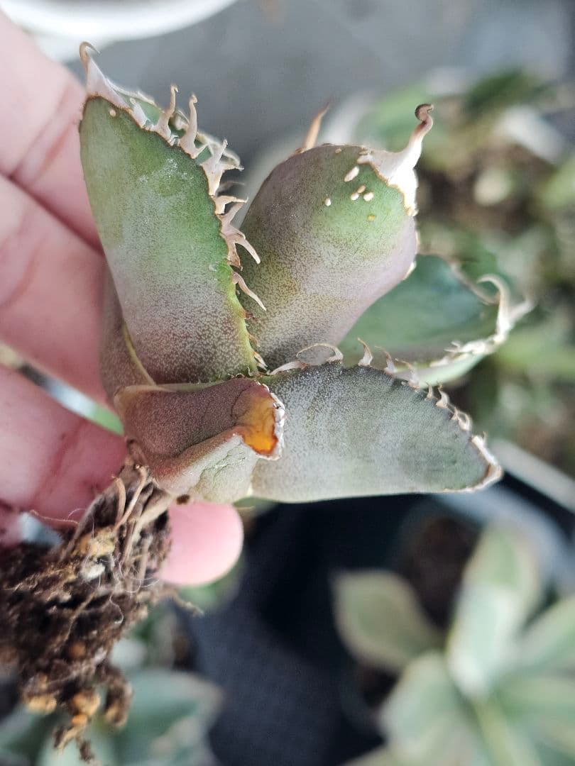 アガベ　チタノタ　満天星　TC ぶつぶつ 台湾産正規品 根付き苗 台湾産正規品