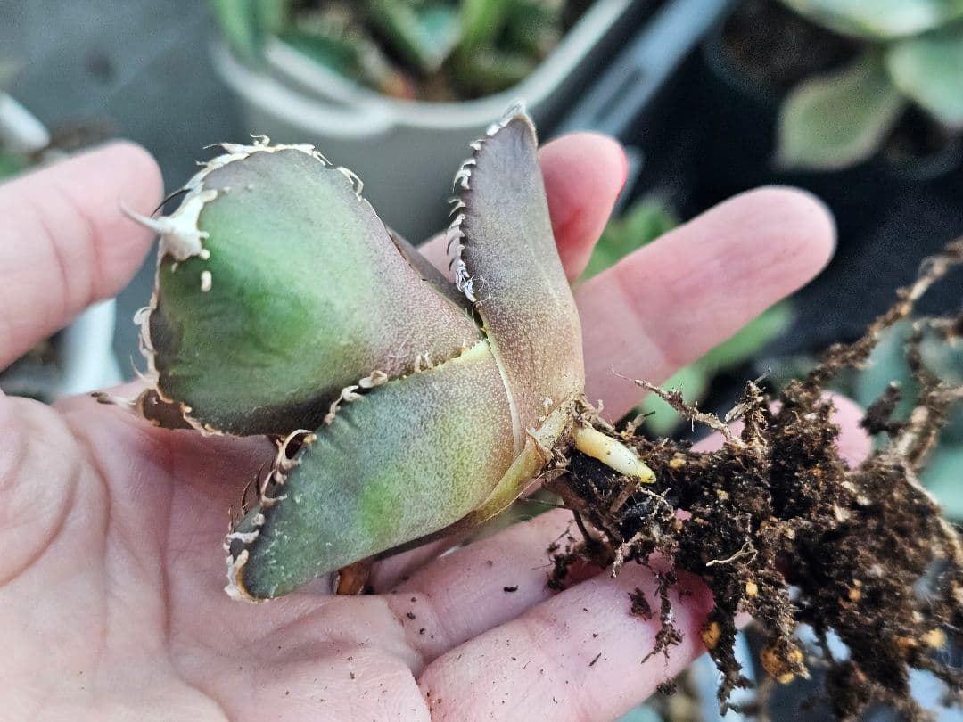 アガベ　チタノタ　満天星　TC ぶつぶつ 台湾産正規品 根付き苗 台湾産正規品