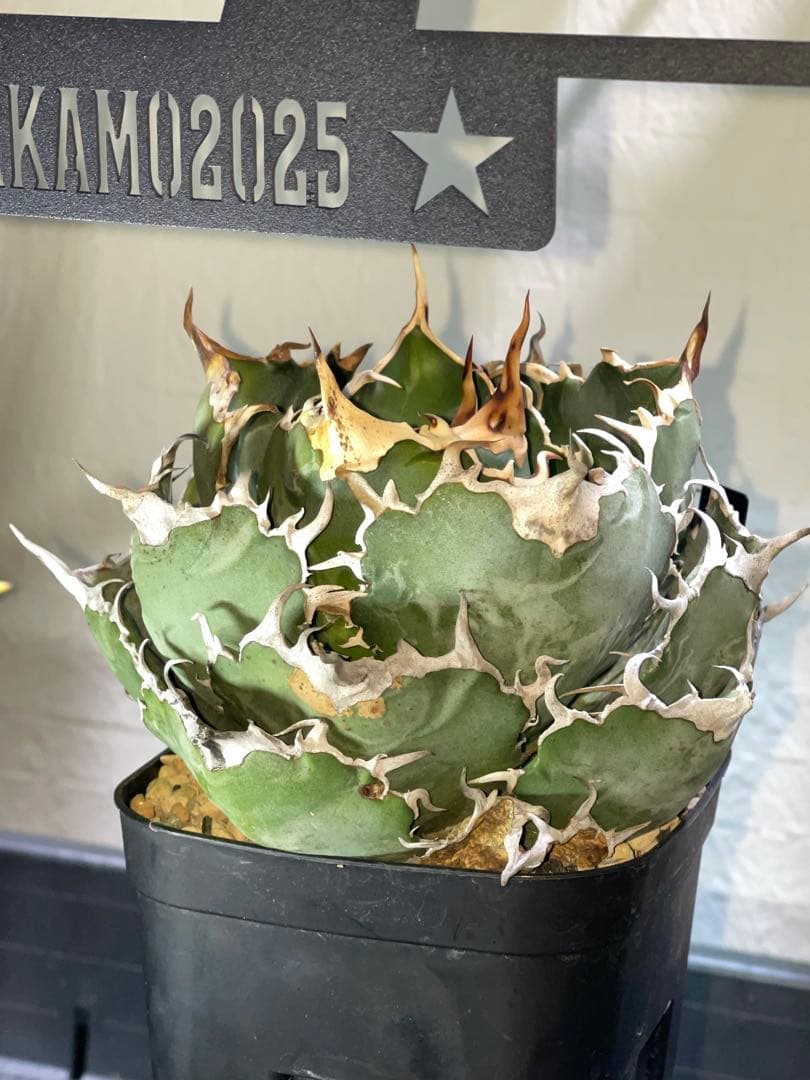 アガベ チタノタ　白鯨　 植物 約15cm