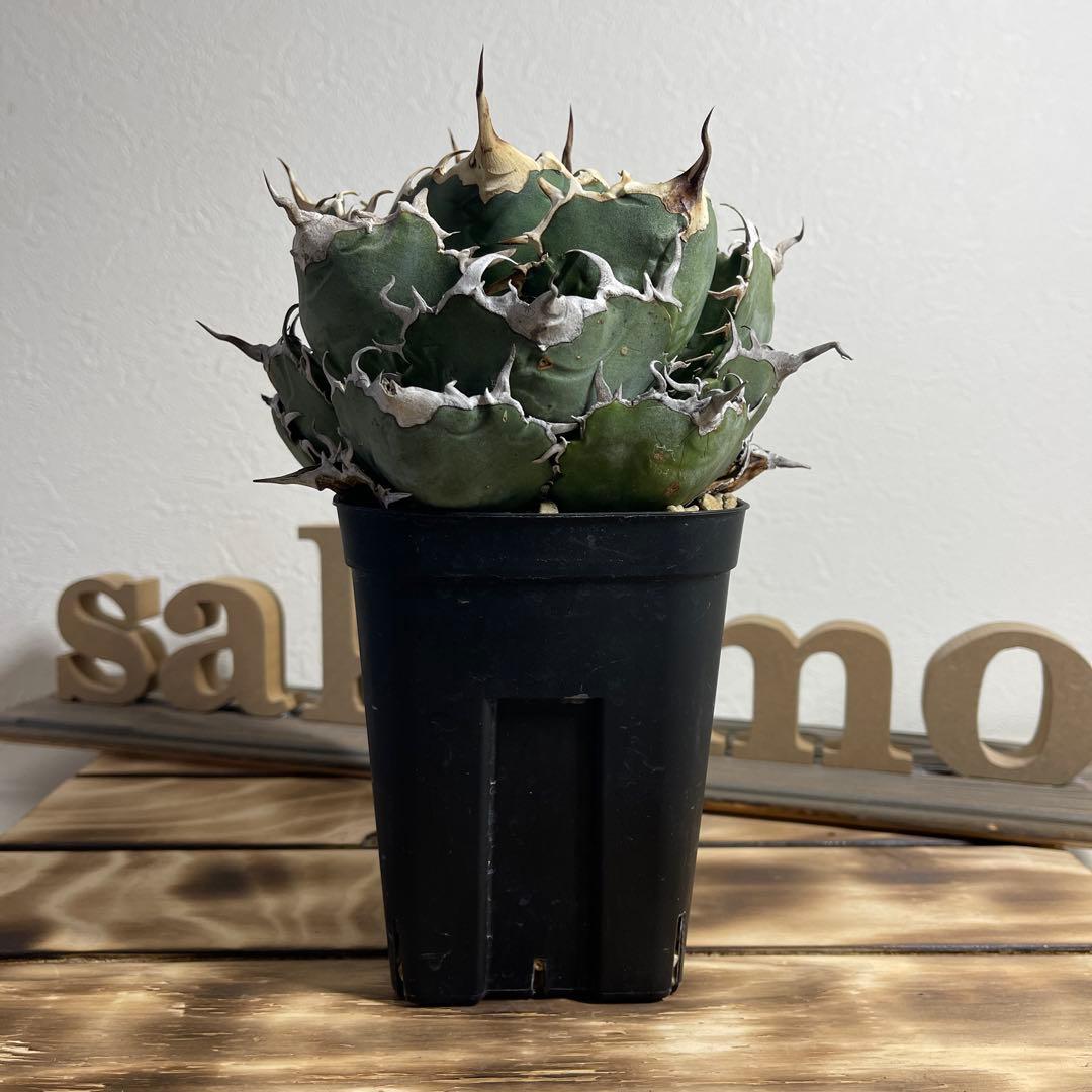 アガベ チタノタ　白鯨　 植物 約15cm