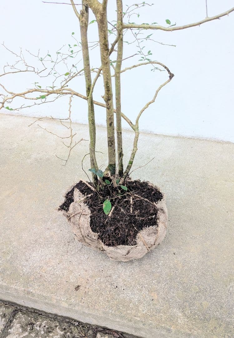 美の極み。山採りウメモドキ。