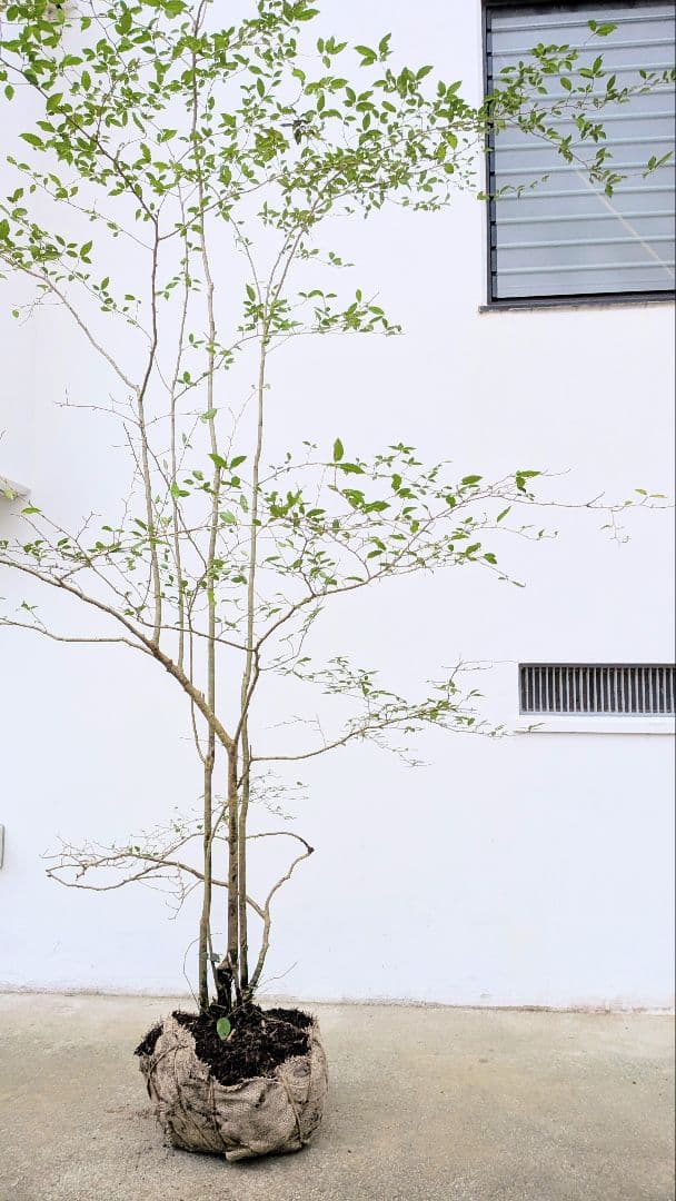 美の極み。山採りウメモドキ。