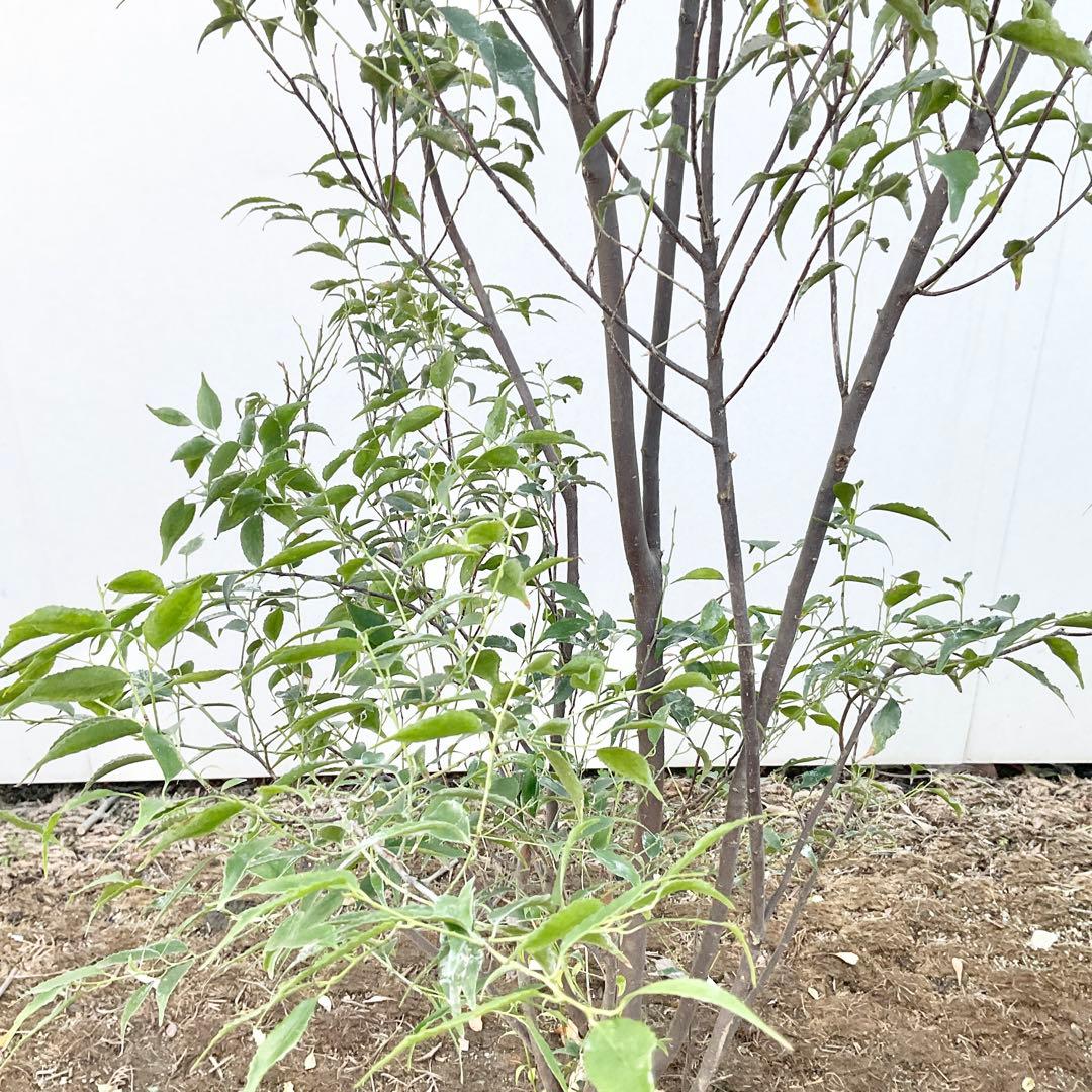 山採り　ハイノキ/ 1039