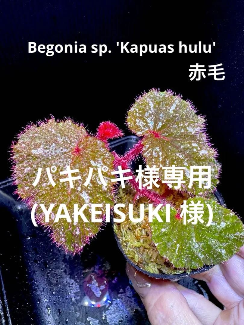 専用❣️超希少　Begonia sp. 'Kapuas hulu' 赤毛　ベゴニア