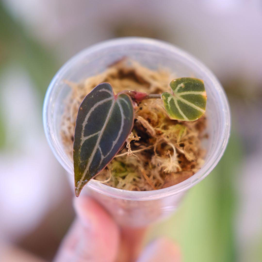 A. Dark and Handsome 4 × A. RVC24｜アンスリウム