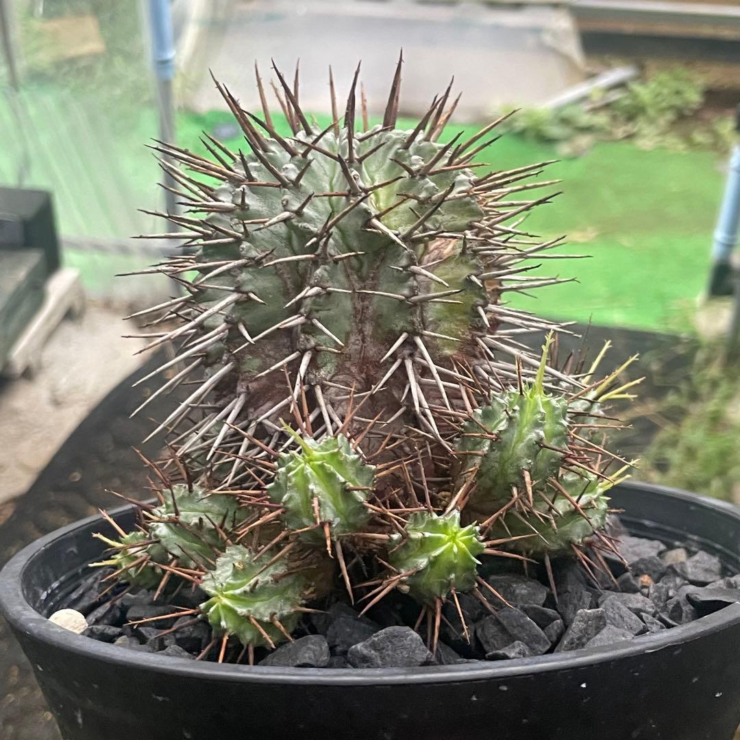 棘好き必見❗️大人気種❗️ 強棘　ホリダ　マジョール　(検索　オベサ　バリダ