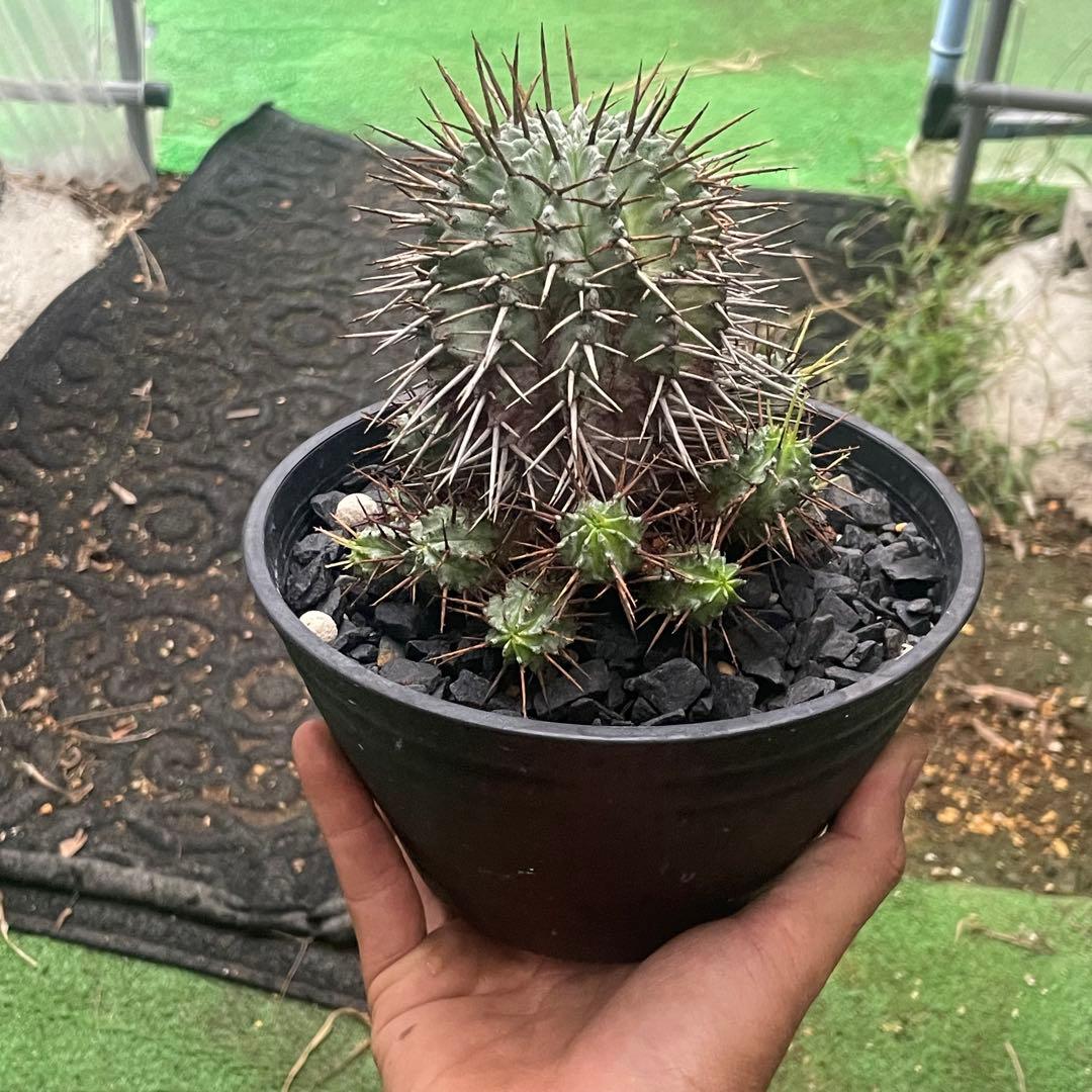 棘好き必見❗️大人気種❗️ 強棘　ホリダ　マジョール　(検索　オベサ　バリダ