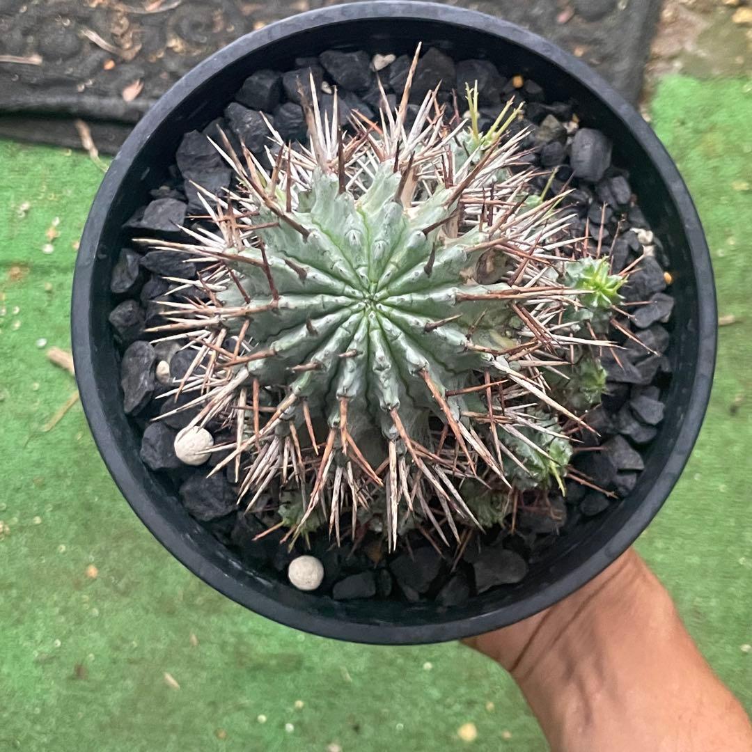 棘好き必見❗️大人気種❗️ 強棘　ホリダ　マジョール　(検索　オベサ　バリダ