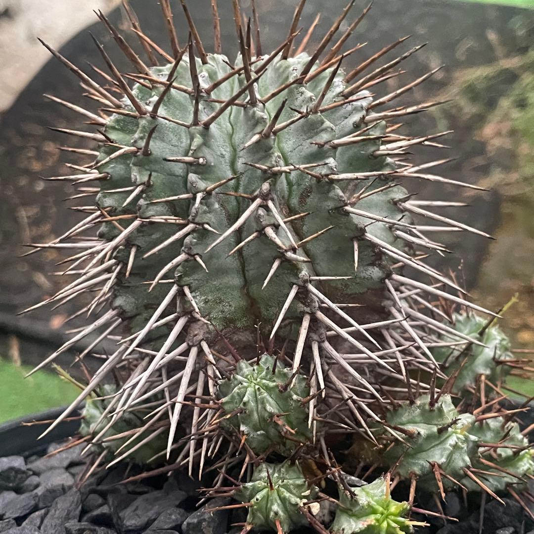 棘好き必見❗️大人気種❗️ 強棘　ホリダ　マジョール　(検索　オベサ　バリダ