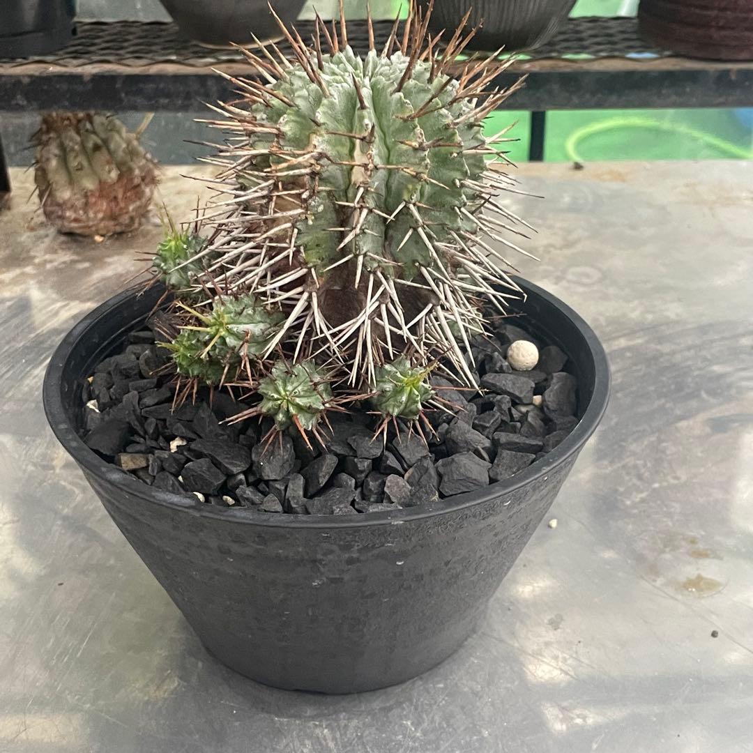 棘好き必見❗️大人気種❗️ 強棘　ホリダ　マジョール　(検索　オベサ　バリダ