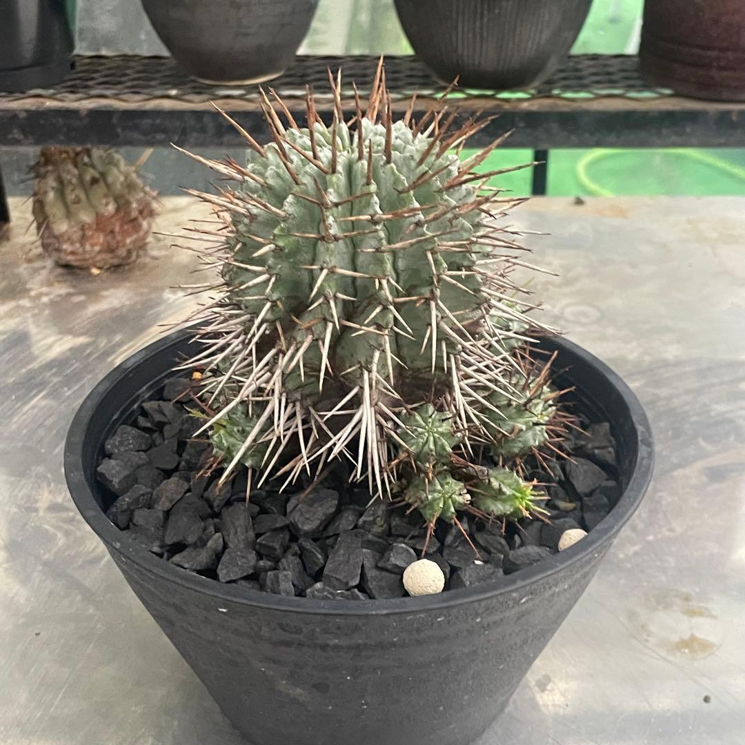 棘好き必見❗️大人気種❗️ 強棘　ホリダ　マジョール　(検索　オベサ　バリダ