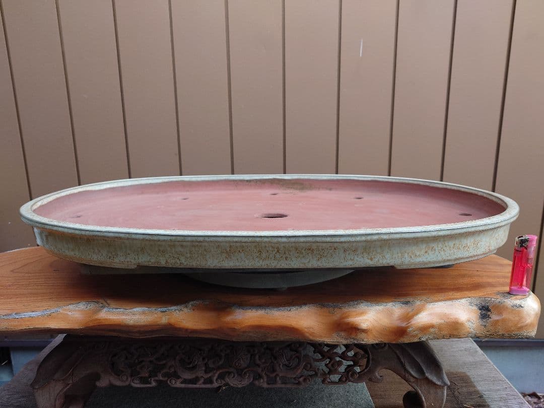 盆栽　鉢　緑巳斉春松　幅77cm