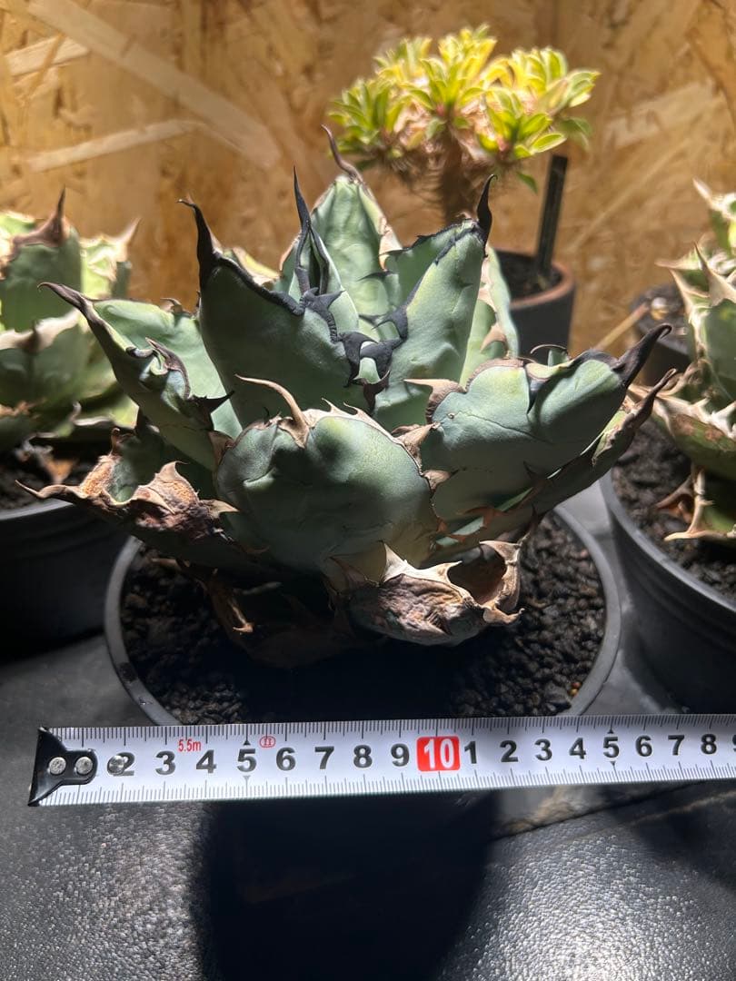 アガベ チタノタ　B&B ブラックアンドブルー　大株