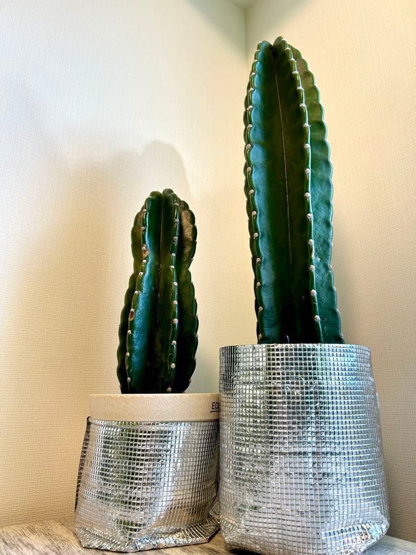 【引取特価】【美形】破格！柱サボテン大約73cm 小46cm