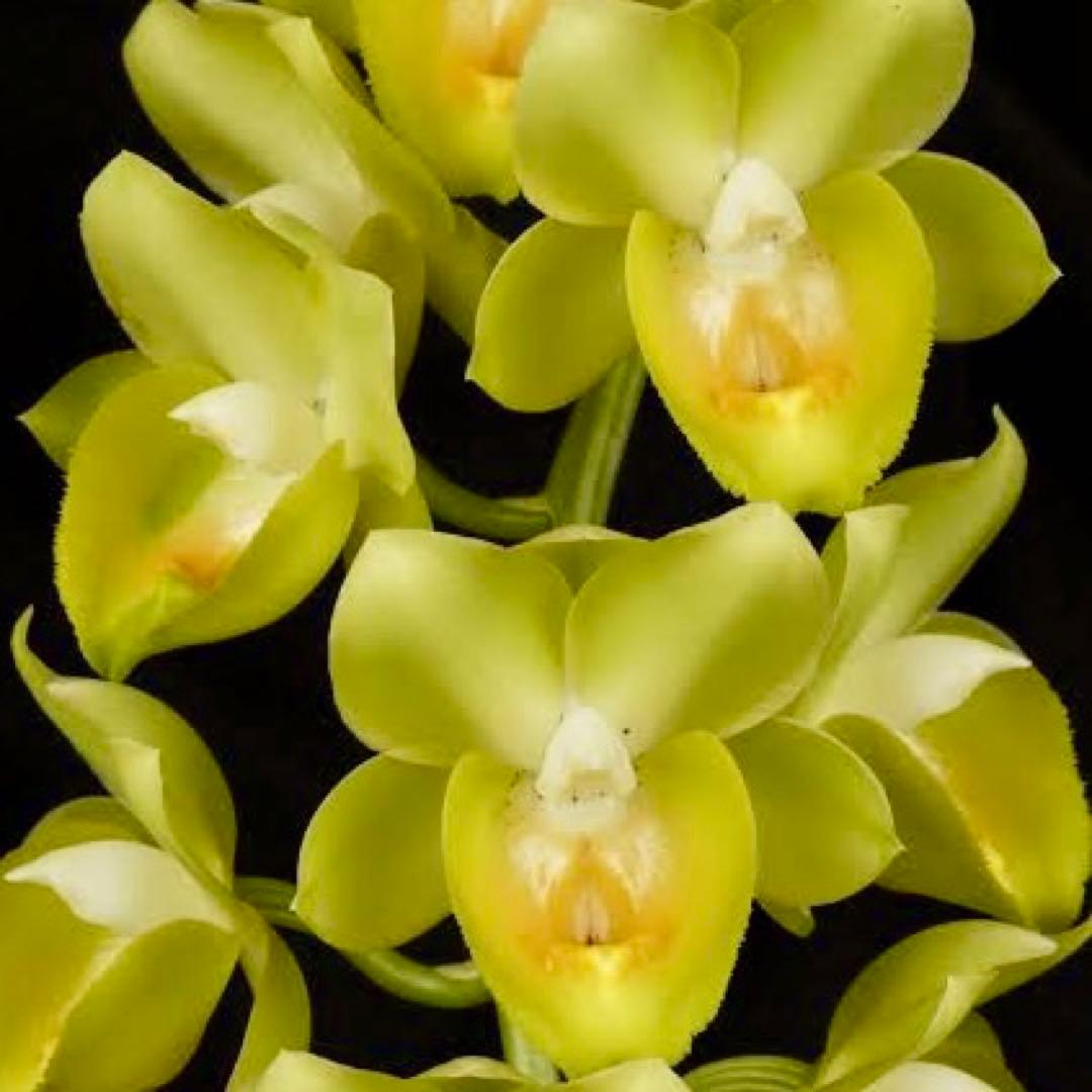 黄緑タケノコ蘭 SVO Fdk. Enter Light カタセタム