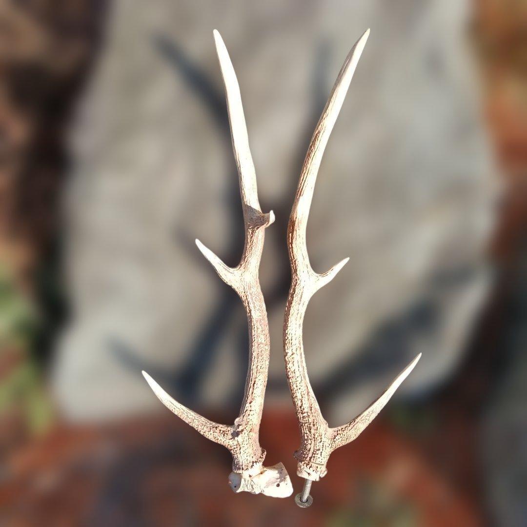 81..蝦夷鹿のつの自然な形状の白色の角 約60cm.描くモチーフで使用