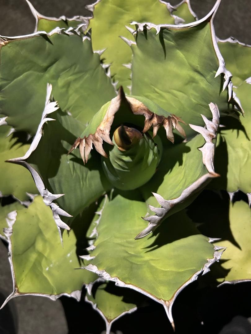 アガベ オアハカ オテロイ 特大株 超鋸歯 連棘oaxaca oteroi SP