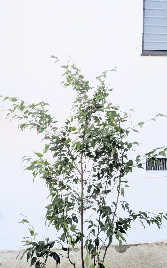 山採りハイノキ株。