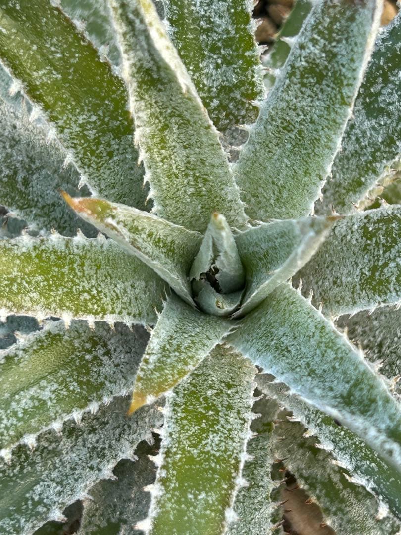 野生原種 ディッキア Dyckia hebdingii white form ⑴