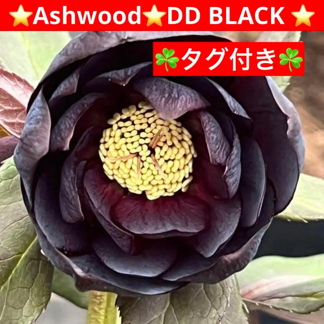バ*カ様 ☘️タグ付き☘️3348⭐️Ashwood⭐️⭐️DD BLACK ⭐