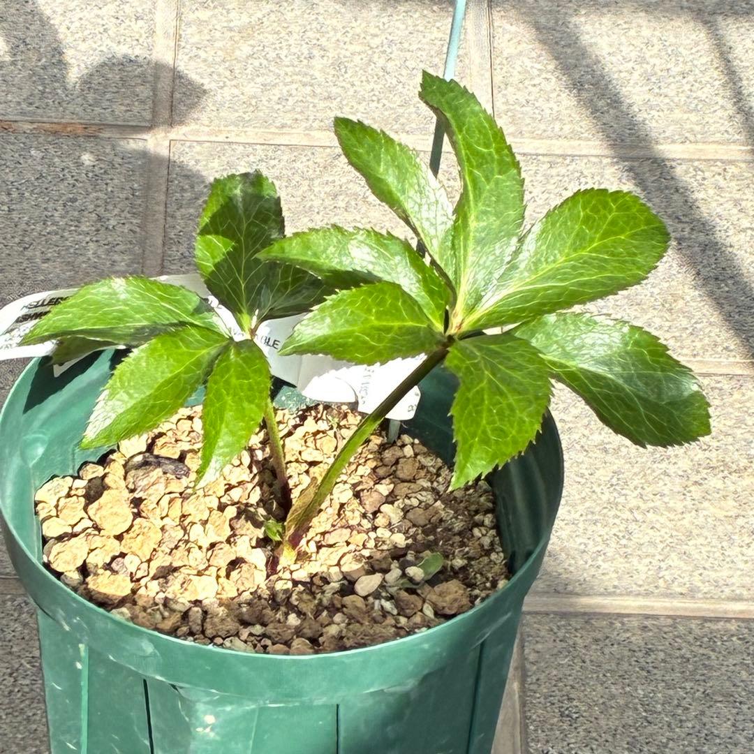 バ*カ様 ☘️タグ付き☘️3348⭐️Ashwood⭐️⭐️DD BLACK ⭐