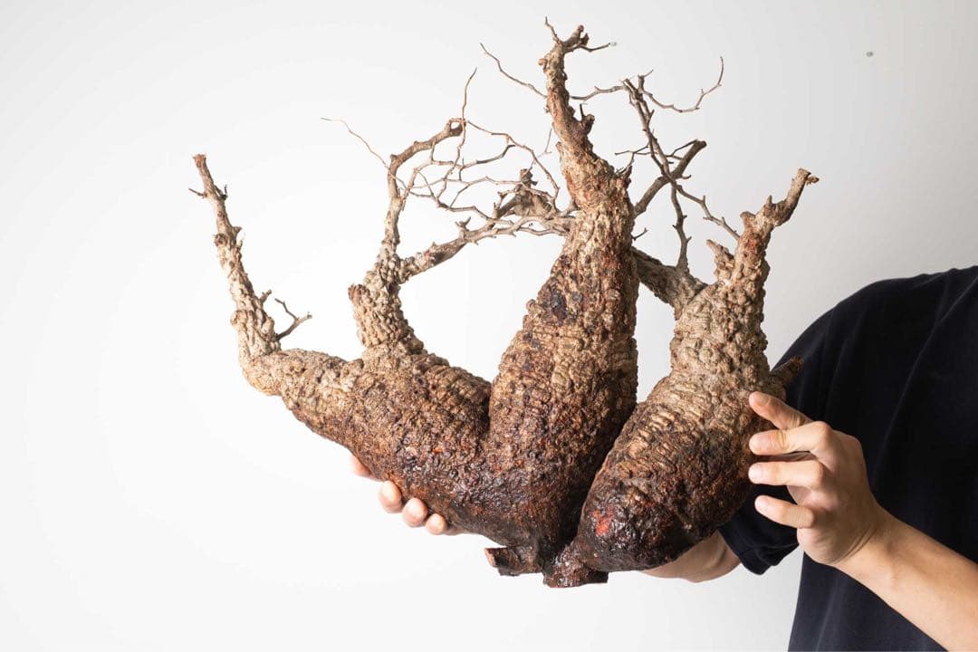 FP56 オペルクリカリア パキプス ベアルート株