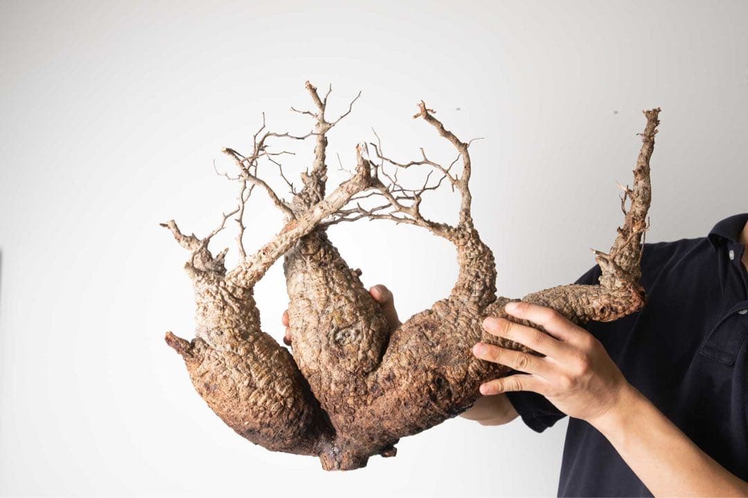 FP56 オペルクリカリア パキプス ベアルート株