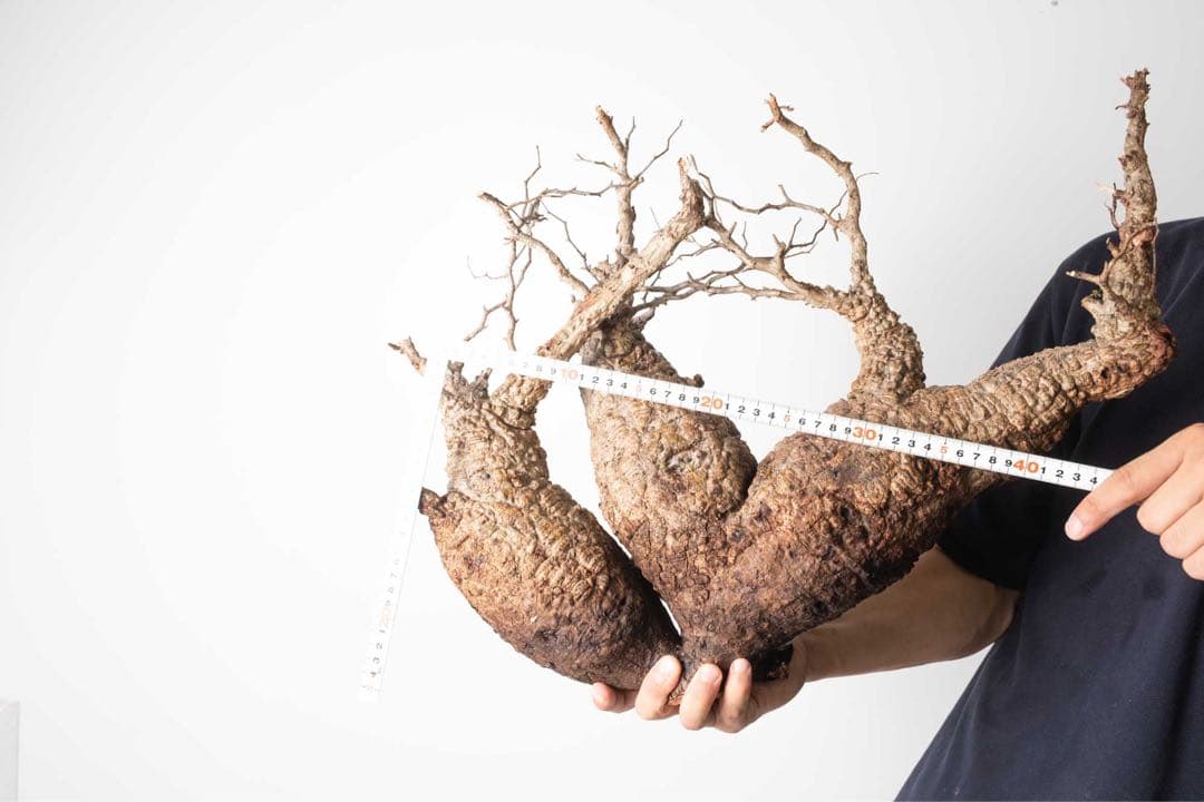 FP56 オペルクリカリア パキプス ベアルート株