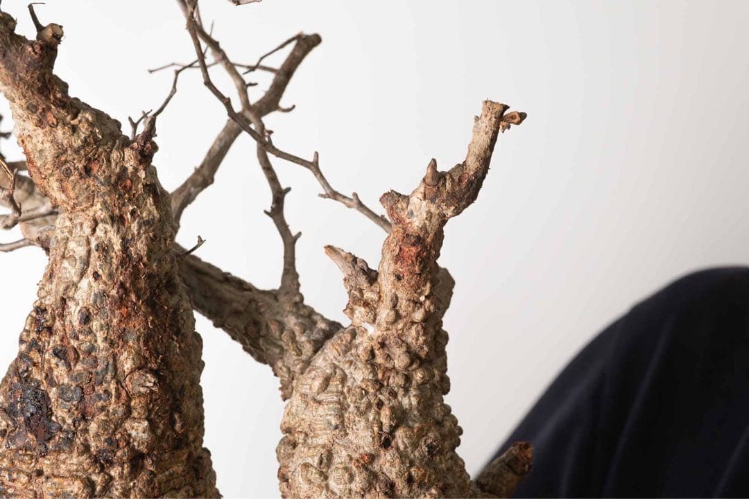 FP56 オペルクリカリア パキプス ベアルート株