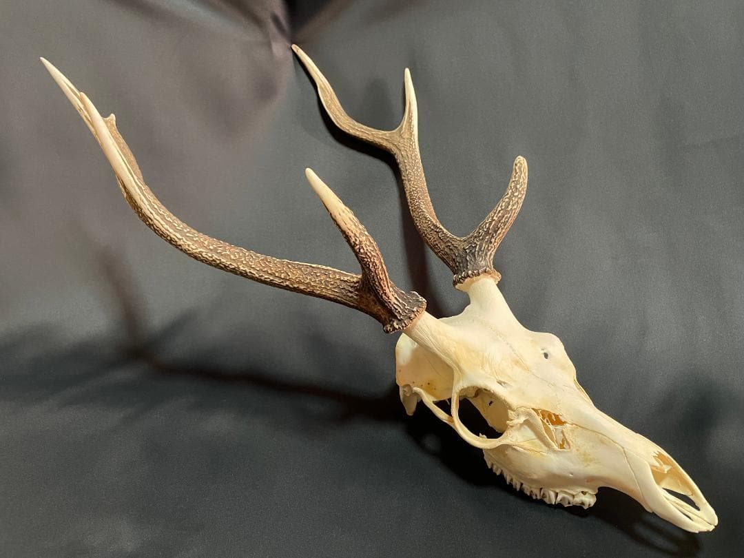 【日本鹿】三段角の日本鹿の頭蓋骨