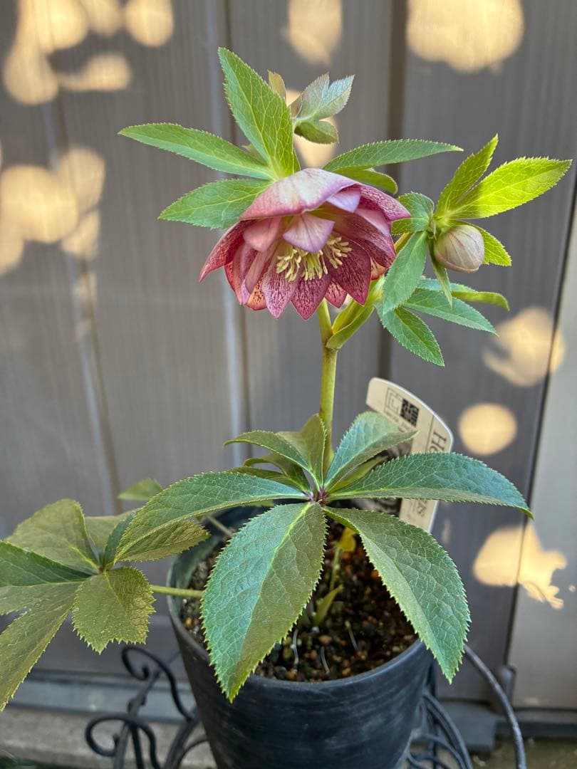 ♡広瀬園芸♡ ミストベイン