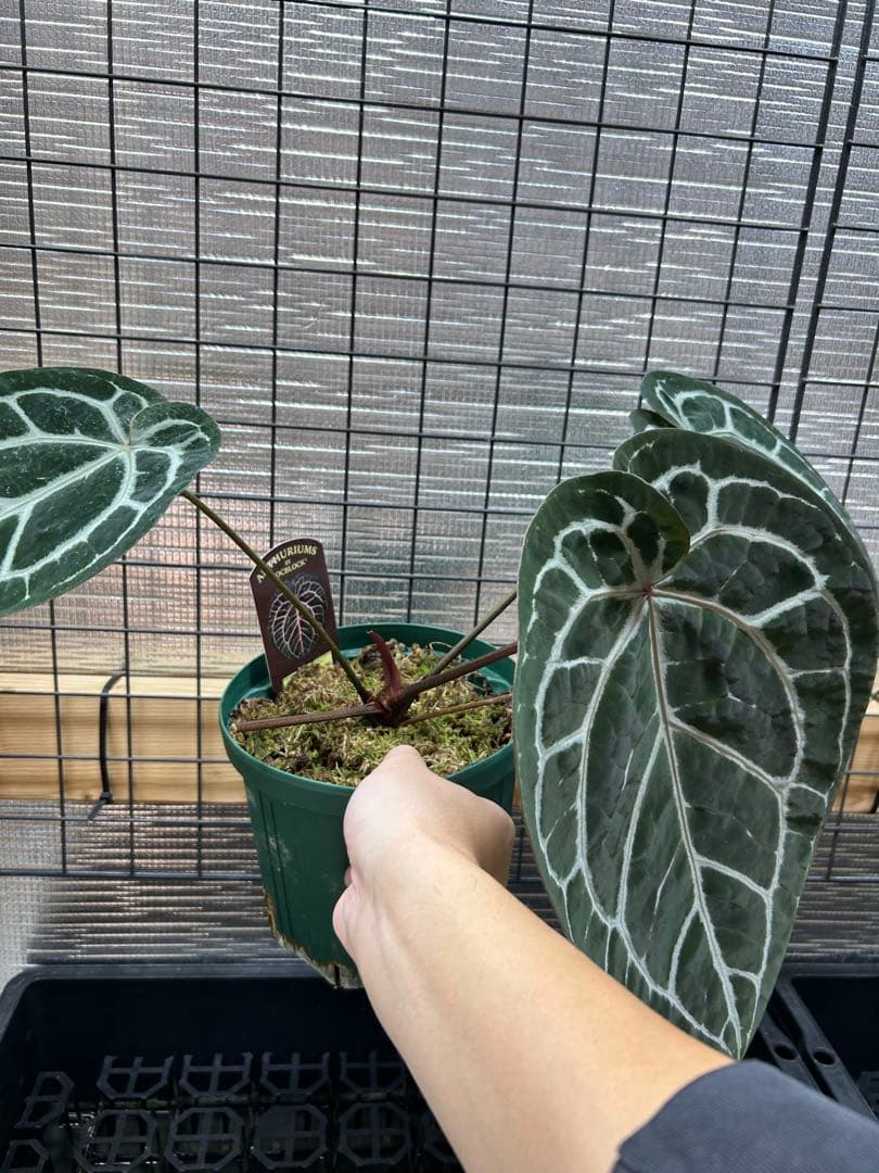 アンスリウム ミシェル Meshelle