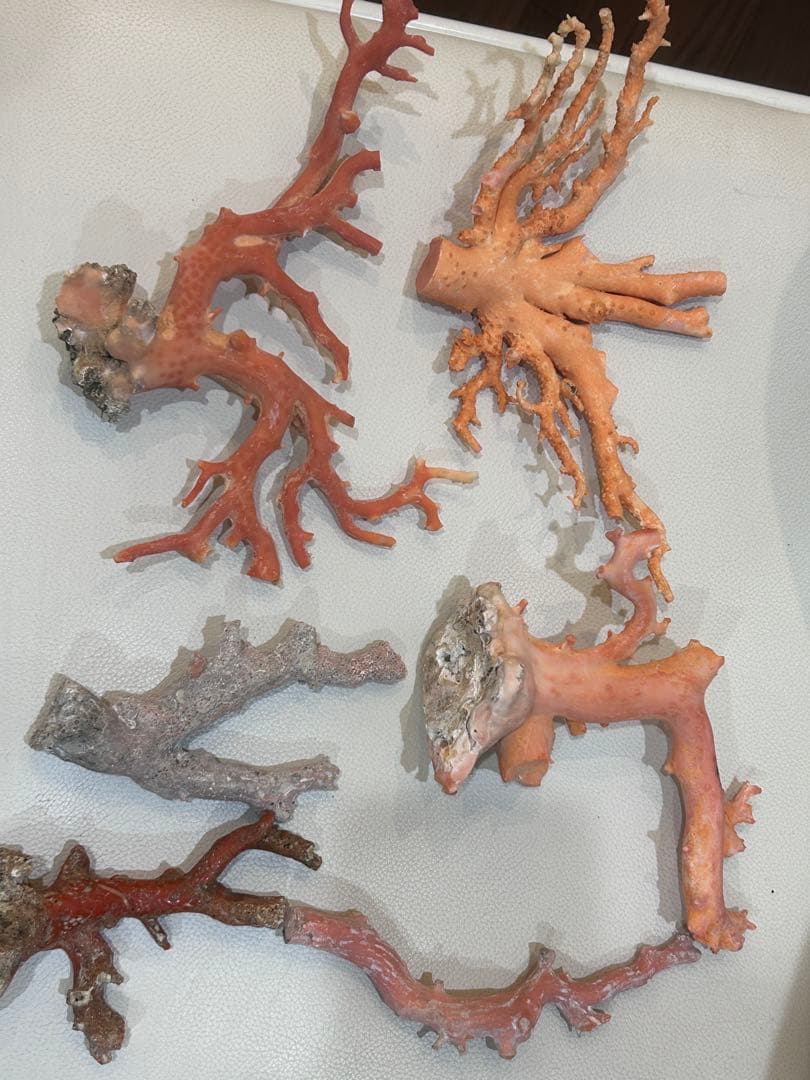 赤珊瑚桃珊瑚原木