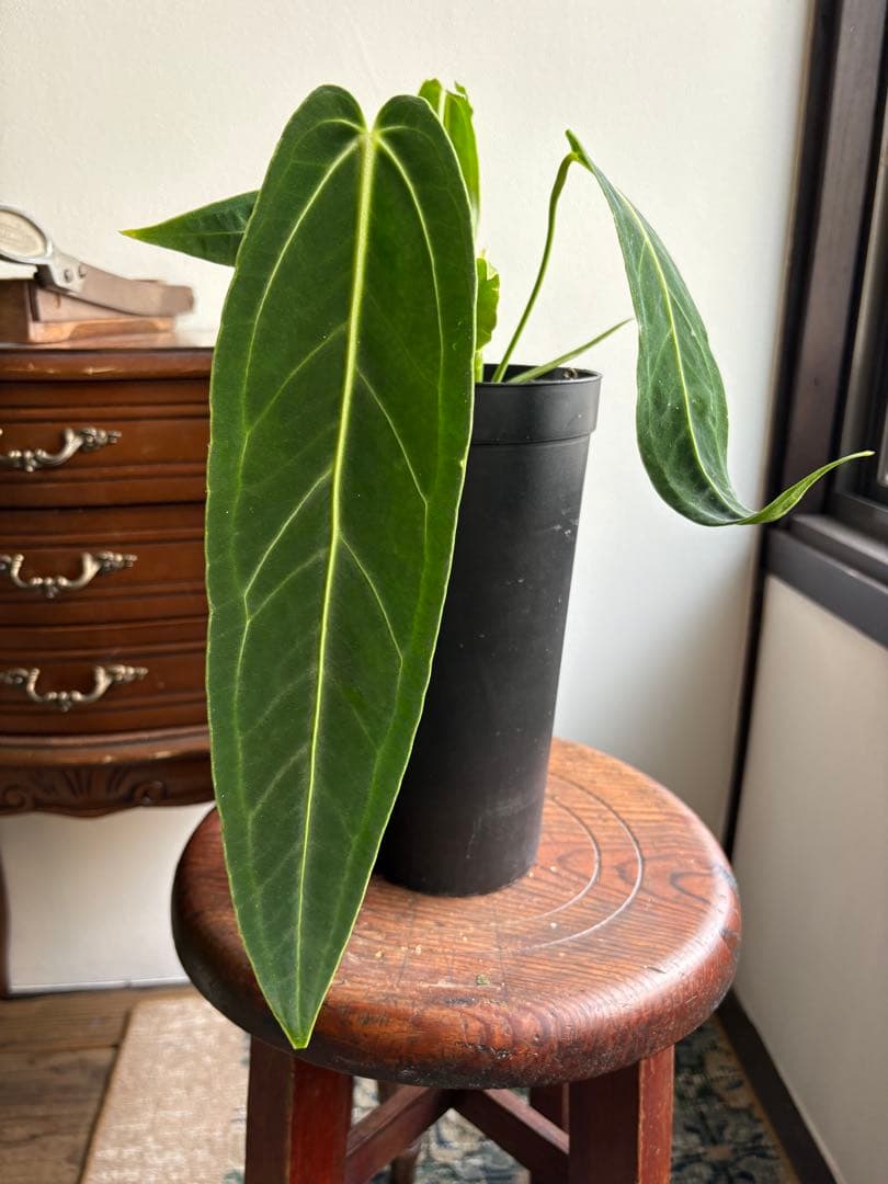 アンスリウム ワロクアナム 3号 ロングポット ④