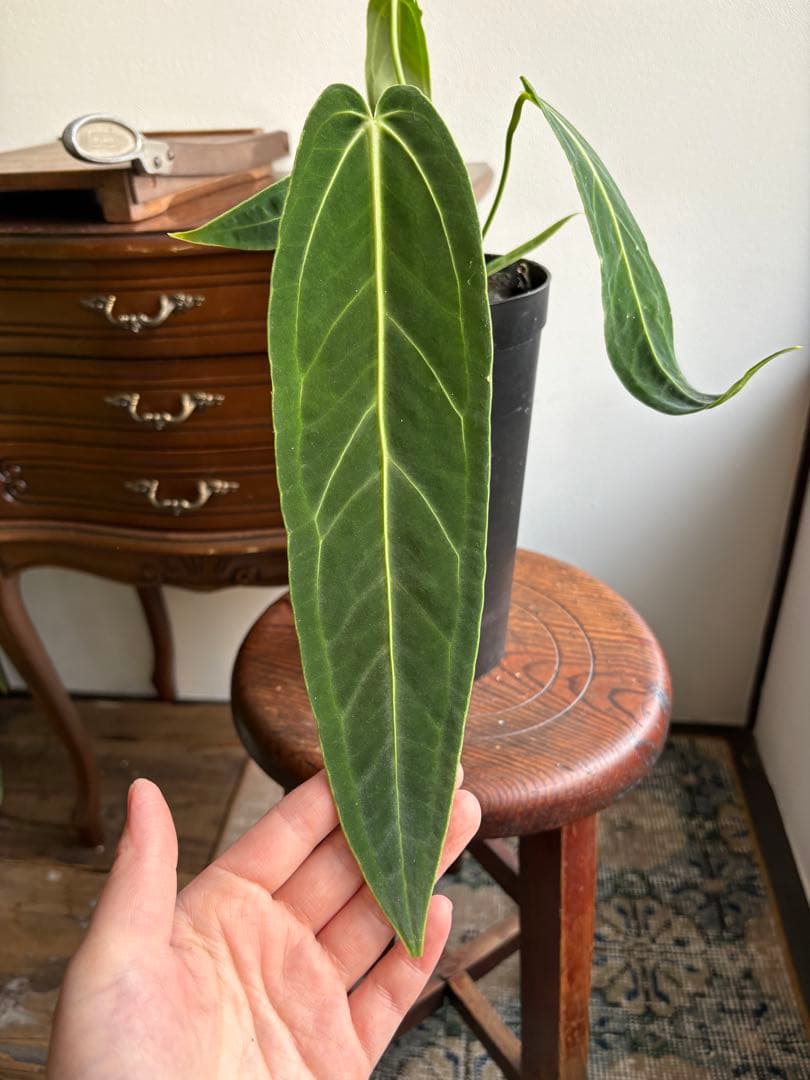 アンスリウム ワロクアナム 3号 ロングポット ④