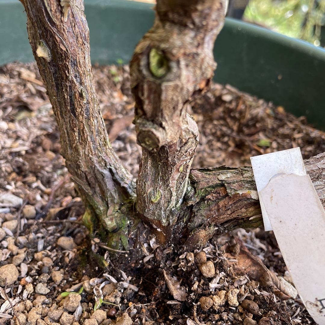 【ロアルドダール】　イングリッシュローズ　苗