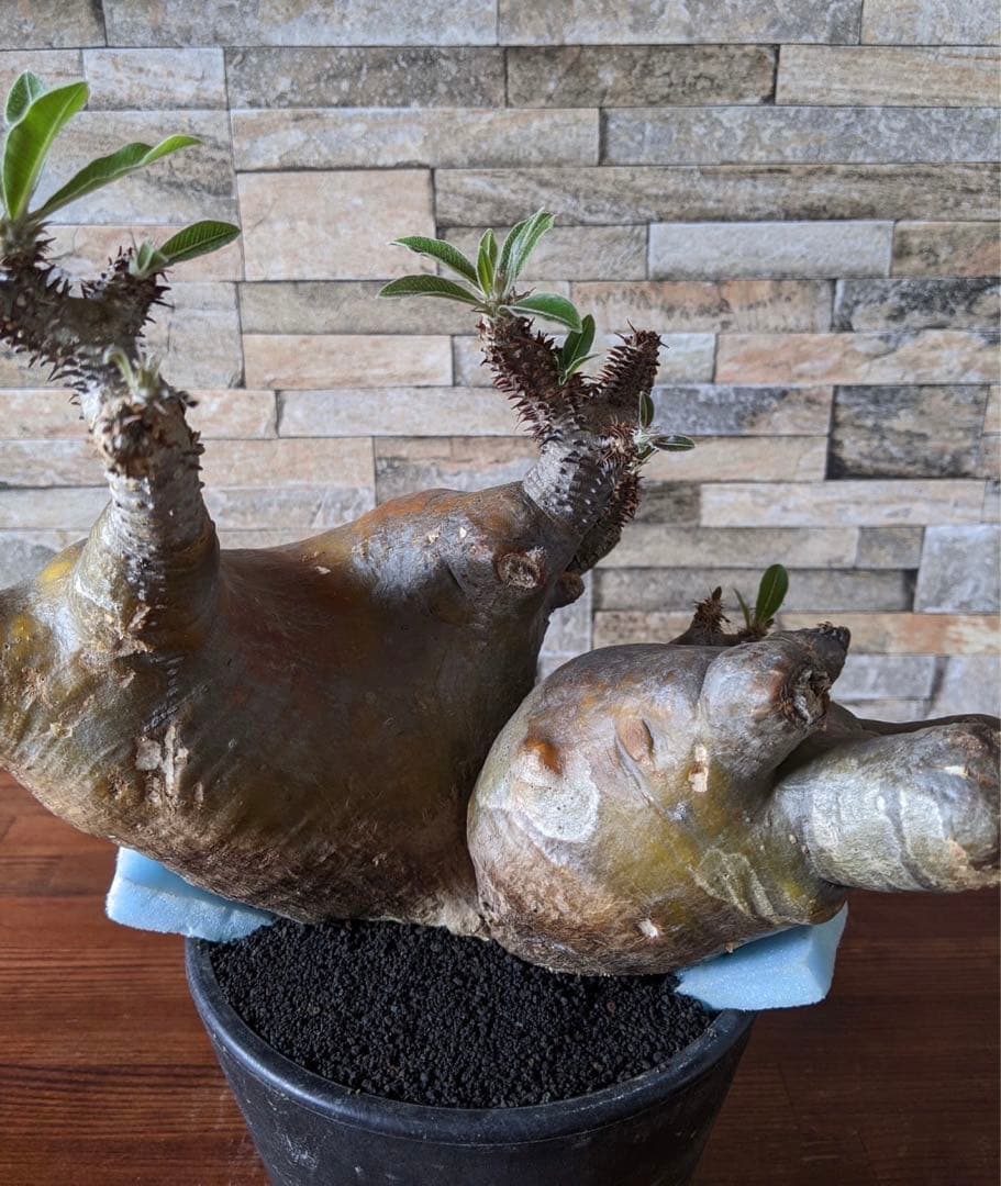 多頭　パキポディウム　マカイエンセ　塊根植物　コーデックス